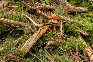 Haufen mit Holz