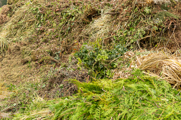 Haufen mit Grüngut
